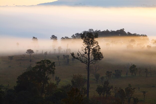 Fog in forest at Thung Salang Luang National Park PhetchabunThailand