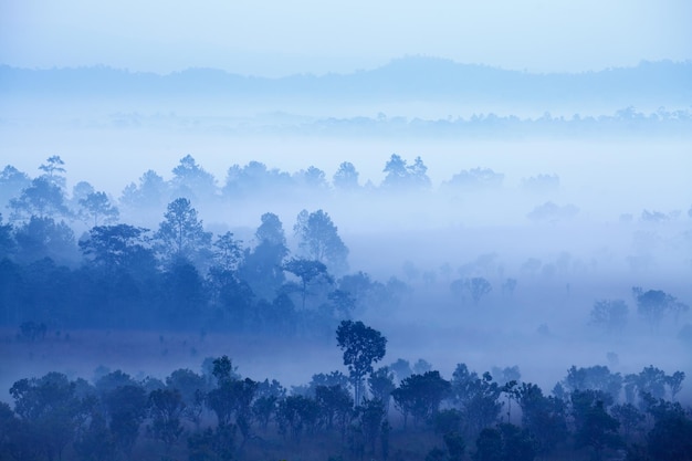 Fog in forest at Thung Salang Luang National Park PhetchabunThailand