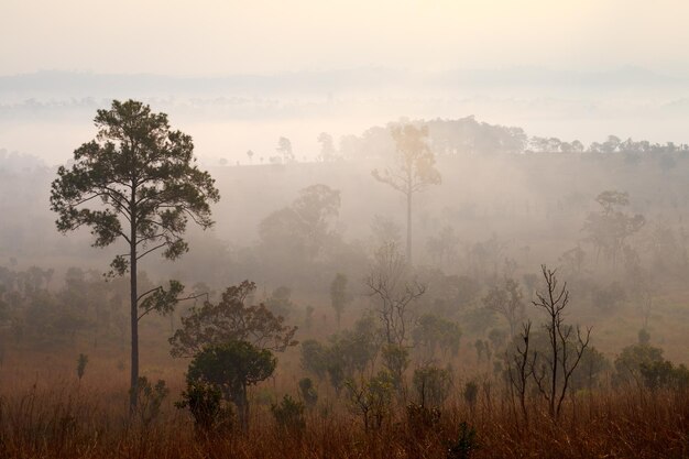 Fog in forest at Thung Salang Luang National Park PhetchabunThailand