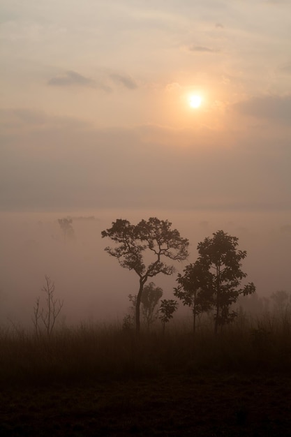 Fog in forest at Thung Salang Luang National Park PhetchabunThailand