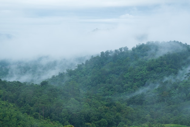 Fog in the forest