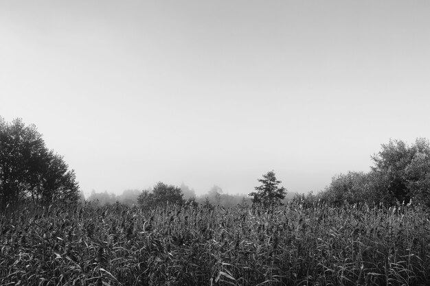 Photo fog in the lake. morning nature water and white fog.