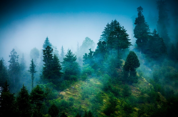 Fog in the morning forest