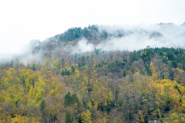 Fog on the mountain, Western pine forest in autumn