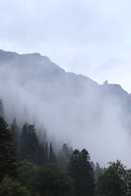 Fog in the mountains, green forest and coniferous trees, slopes and ravines, landscape at dusk