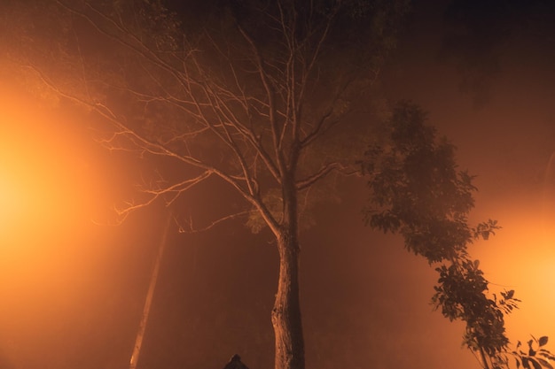 Fog at night road and orange trees