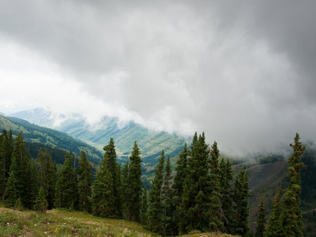 Fog over Paradise Divide in Crested Butte area, Colorado.