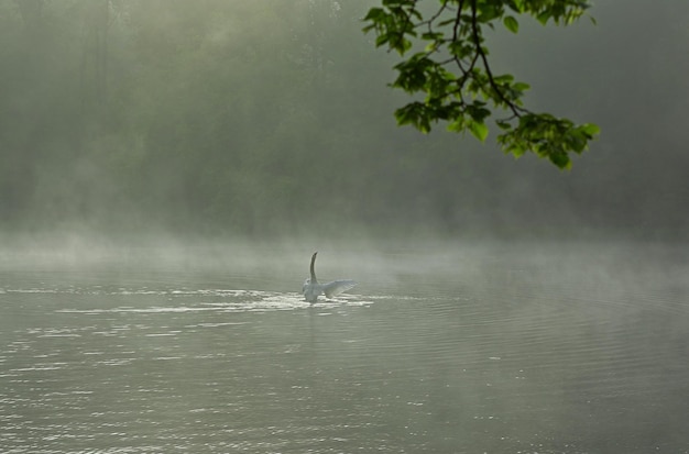 fog on the river