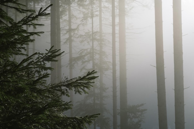 Fog and solar light in the spruce forest. Beautiful morning landscape