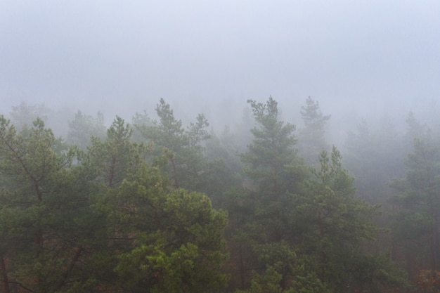 Foggy Autumn colorful Deciduous Forest. Dense forest early in the morning