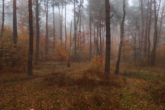 Foggy Autumn colorful Deciduous Forest. Dense forest early in the morning