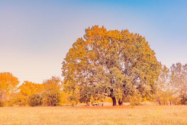 Foggy autumn sunrise on meadow. Panoramic nature landscape, soft pastel colors, dream nature, sunset