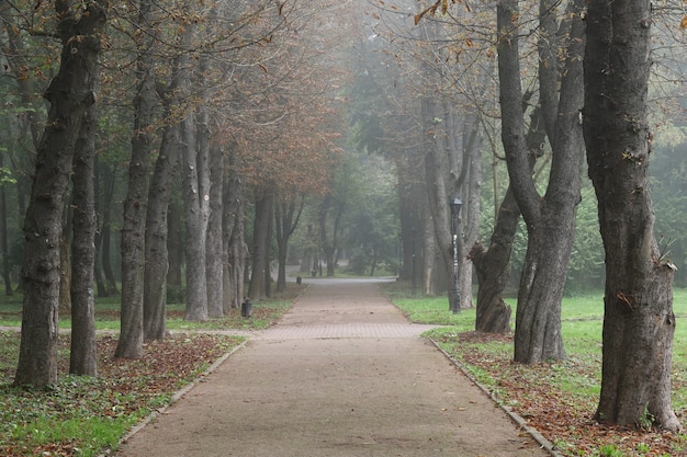 Foggy city park in autumn