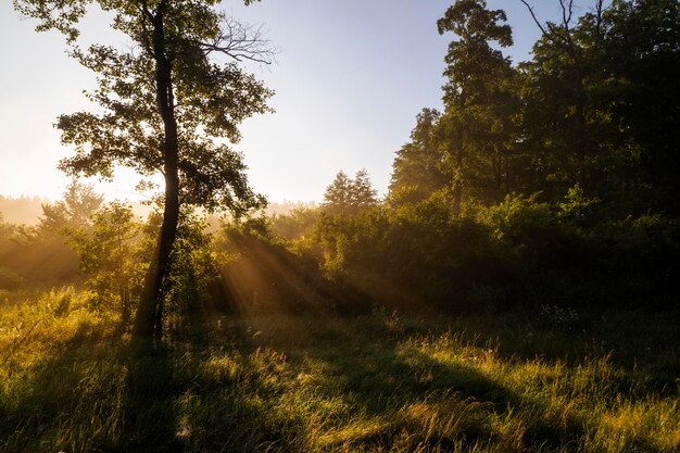 Foggy dawn in the forest First sunbeams in the fog Beautiful foggy landscape