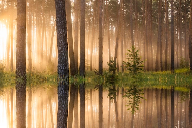 Foggy dawn on a forest lake First sunbeams in the fog