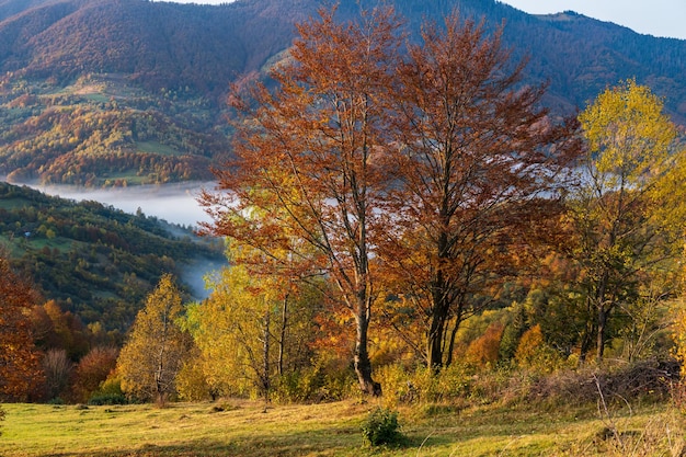 Foggy early morning autumn mountains scene Peaceful picturesque traveling seasonal nature and countryside beauty concept scene Carpathian Mountains Ukraine