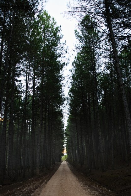 Foggy forest Alto Tajo Natural Park Guadalajara Spain