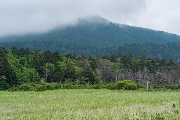 Foggy forest landscape of Kunashir island with cloudcovered volcano in the background