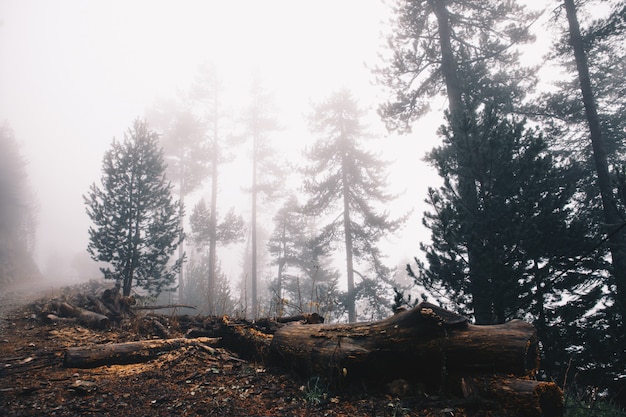 Foggy Forest landscape with a fallen tree and cloudy day in winter