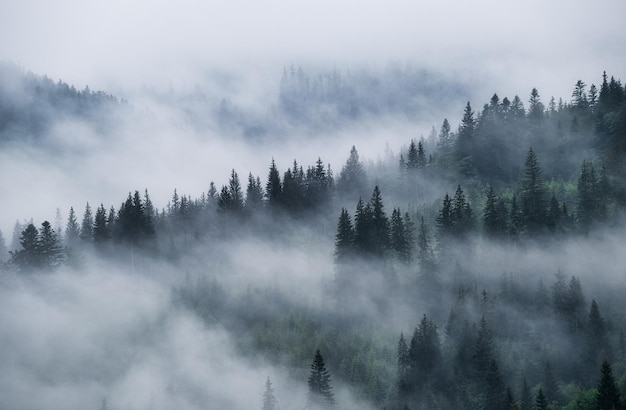 Foggy forest in the mountains Landscape with trees and mist Landscape after rain A view for the background Nature image