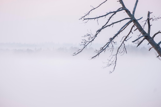 Foggy landscape autumn in the style of minimalism a tree without leaves on the background of the lake