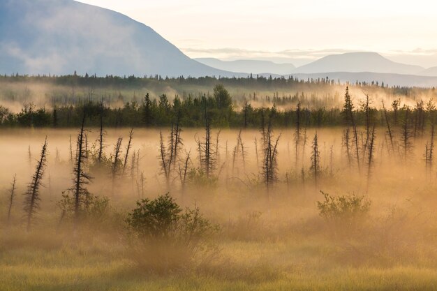 Foggy meadow in the sunny morning with light spots.