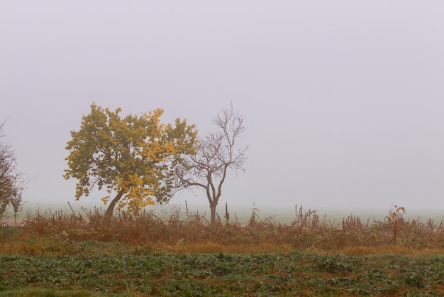 Foggy morning in forest at autumn time