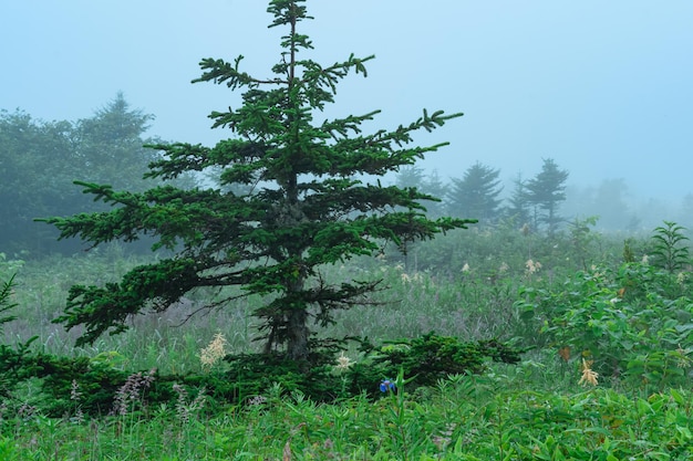 Foggy morning landscape on Kunashir island with a view of the volcano