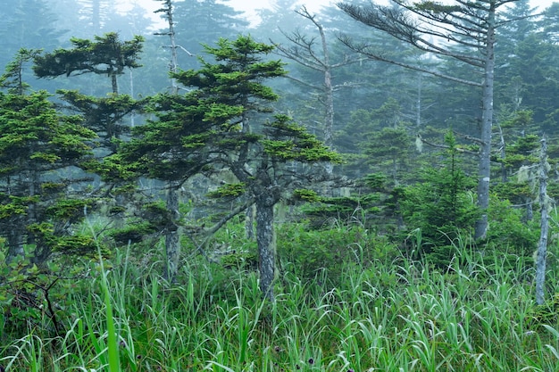 Foggy morning landscape with beautiful twisted stunted pines