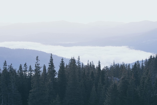 Photo foggy morning landscape with mountain range and fir forest in hipster vintage retro style