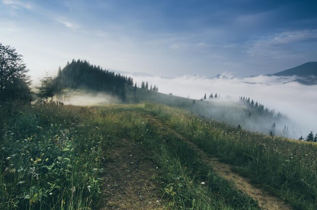 Foggy morning landscape