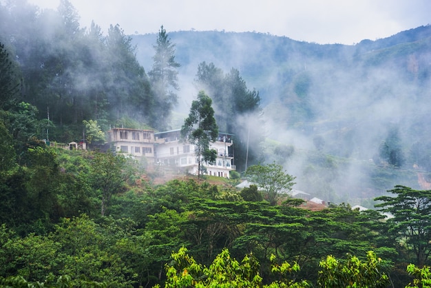 Foggy morning in the mountains in Sri Lanka.