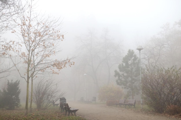 Foggy morning in the park Autumn background in the city