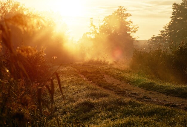 Foggy morning pathway Concept of early summer morning in the countryside