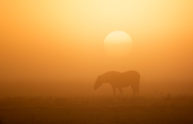 foggy morning sun and horse