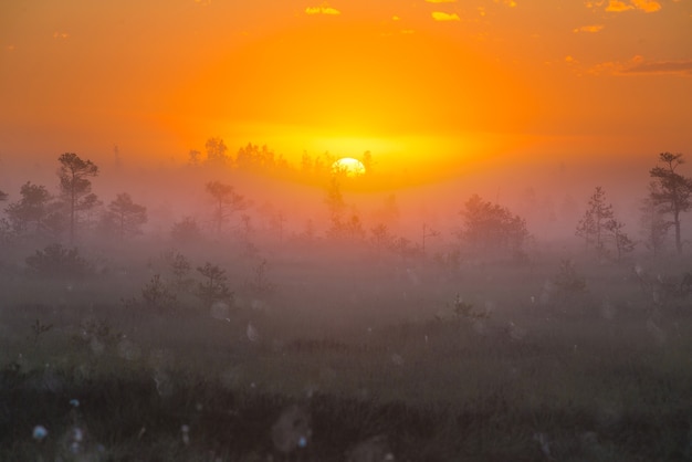 Foggy morning at Yelnya swamp, Belarus