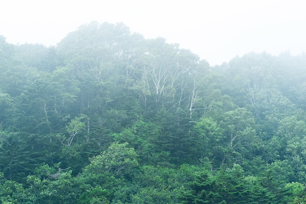 Foggy mountain forest on the slope of the volcano on the island of Kunashir