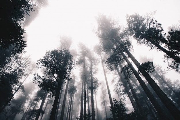 Foggy Nature Landscape of Pine Forest silhouettes and shadows on a cloudy day in winter