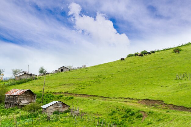 Foggy Plateau Highland with Giresun - Turkey