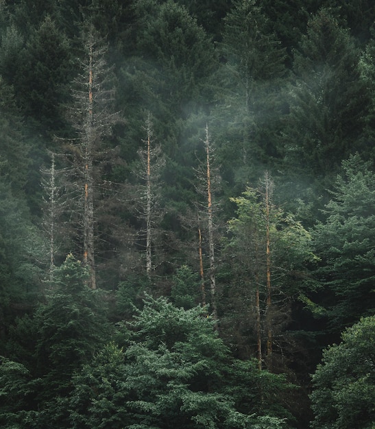 Foggy and rainy day in the mountain spruce forest