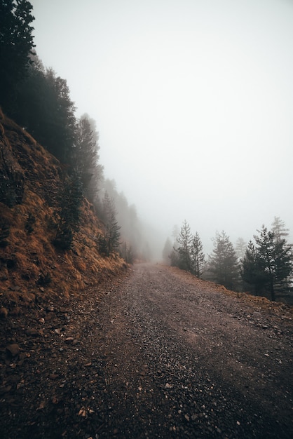 Foggy road in a local forest