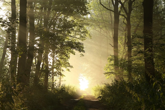 Foggy spring morning in the leafy woods