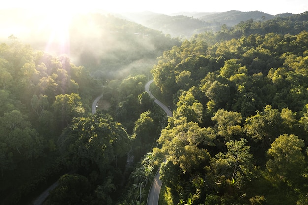 Foggy sunset in the forest in summer