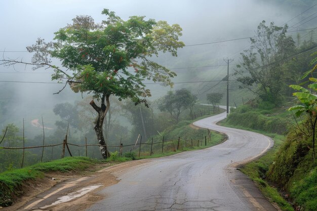 Foggy village road with curved tree