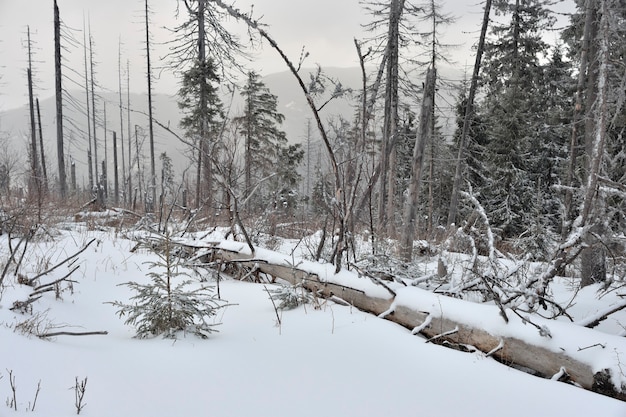 Foggy winter landscape with fallen tree .