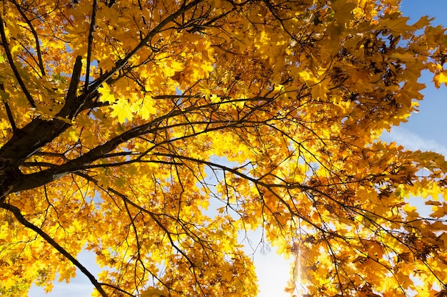 foliage in the autumn