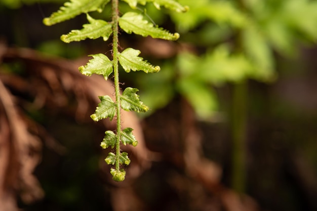 Foliage beautiful macro foliage with black background selective focus