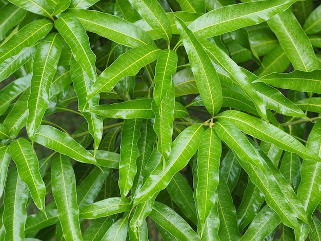 Foliage bushes in a tropical garden after rain. Summer nature after rain.