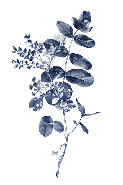 Foliage drawing sketch plant