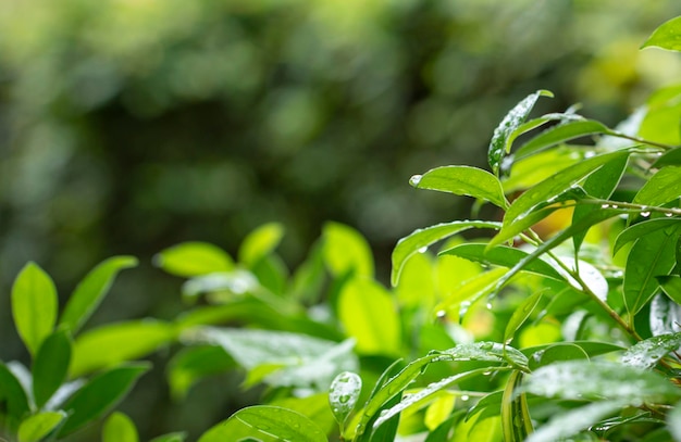 Foliage green leaves after rain with nature background